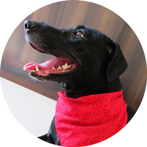 Safe Pet Grooming Practices 2